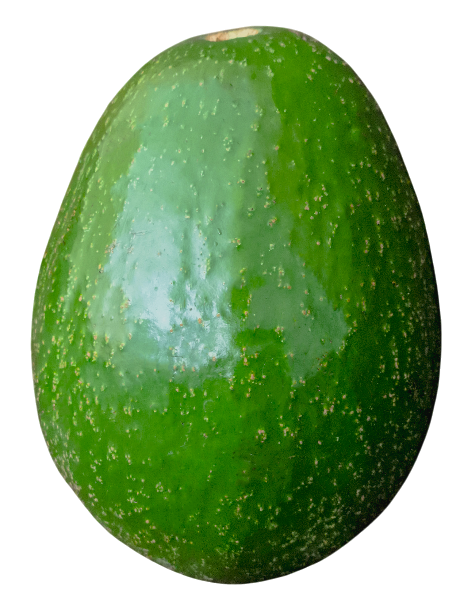 Choquet Aguacate Sonsón