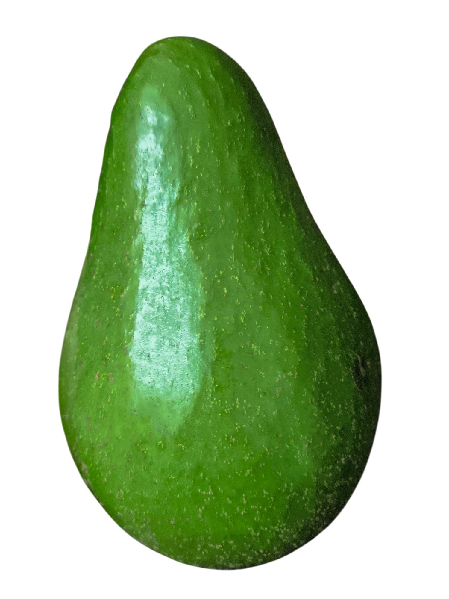 Aguacate semil 40