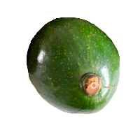 Aguacate Colin Variedad Sonsón