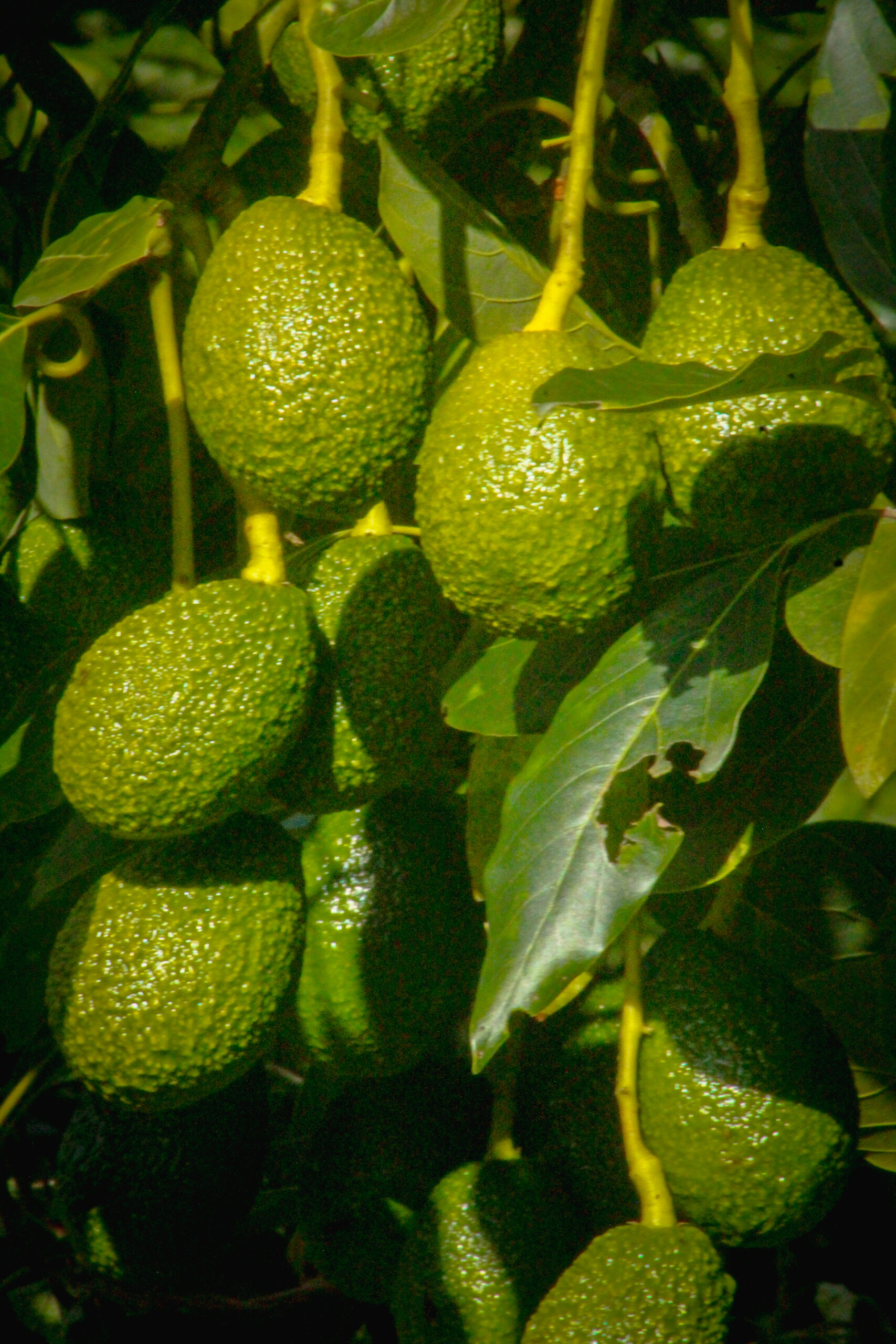 Cultivo de Aguacate en Sonsón