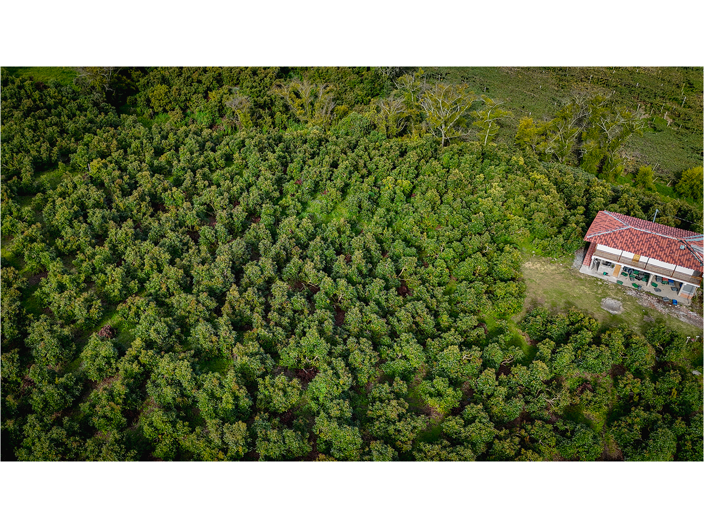 Finca_Aguacatera_Sonsón